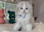 Butter - Ragdoll Kitten For Sale - Las Vegas, NV, US