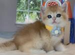 Cookie - British Shorthair Kitten For Sale - Las Vegas, NV, US