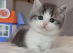 Elwood - Munchkin Kitten For Sale - Las Vegas, NV, US