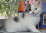 three colors - British Shorthair Kitten For Sale - Las Vegas, NV, US