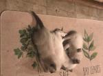 Siamese Kittens - Siamese Kitten For Sale - Columbia, SC, US