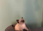 Kitty - Siamese Kitten For Sale - McLean, VA, US