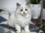 Miller - Ragdoll Kitten For Sale - Tuscaloosa, AL, US