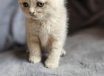 Sprint Fold boy - Scottish Fold Kitten For Sale - Portland, OR, US