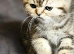 Sprint Stripe family - Scottish Straight Kitten For Sale - Portland, OR, US