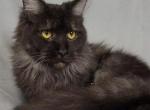 Onyx - Maine Coon Cat For Sale - Braham, MN, US