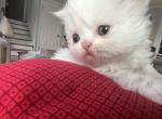 White female kitty - Persian Kitten For Sale - Parkville, MD, US