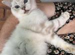 Sam - Domestic Kitten For Sale - Houston, TX, US