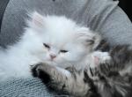 Wonderous WHITE Female ELH Persian - Persian Kitten For Sale - Farmington, MI, US