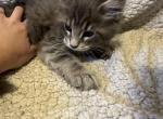 Gary - Maine Coon Kitten For Sale - Westfield, MA, US