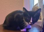 Black Kitten for Sale - Siberian Kitten For Sale - 