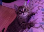 Grey Kitten for Sale - Siberian Kitten For Sale - West Springfield, MA, US