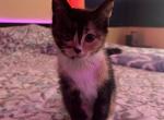 Calico Kitty for Sale - Siberian Kitten For Sale - West Springfield, MA, US