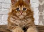 Yashma - Maine Coon Kitten For Sale - Houston, TX, US