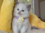 Sora - Ragdoll Kitten For Sale - Las Vegas, NV, US