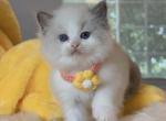 Caddie - Ragdoll Kitten For Sale - Las Vegas, NV, US