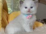 Ansgar - Ragdoll Kitten For Sale - Las Vegas, NV, US