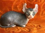 Star 1 - Sphynx Kitten For Sale - Brooklyn, NY, US