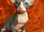 Sweet - Sphynx Kitten For Sale - Brooklyn, NY, US