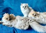 Silver and Golden Persian Kittens CFA - Persian Kitten For Sale - Pensacola, FL, US