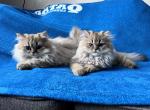 Bandit Golden Shaded Persian CFA - Persian Kitten For Sale - Pensacola, FL, US