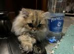 Spirit Golden Shaded Persian Reserved CFA - Persian Kitten For Sale - Pensacola, FL, US