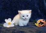 White English Muffin Kittens - Munchkin Kitten For Sale - Winnemucca, NV, US