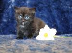Black Dominant Blue and or Odd Eyed English Muffin - Munchkin Kitten For Sale - Winnemucca, NV, US