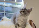 Huhoo - Maine Coon Kitten For Sale - San Jose, CA, US