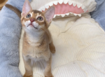 Babby - Abyssinian Kitten For Sale - San Jose, CA, US