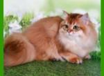 Joshua - British Shorthair Cat For Sale - Englewood, CO, US