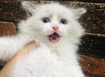 cecil - Ragdoll Kitten For Sale - Irvine, CA, US