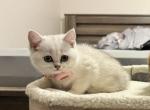 Luna - British Shorthair Kitten For Sale - Northridge, CA, US