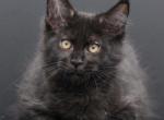 Napoleon Polydactyl - Maine Coon Kitten For Sale - Boston, MA, US
