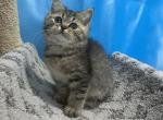 Tom - Scottish Straight Kitten For Sale - Renton, WA, US