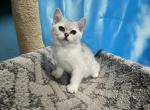 Benny - Scottish Straight Kitten For Sale - Renton, WA, US