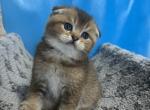 Max - Scottish Fold Kitten For Sale - Renton, WA, US