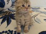 kira - Scottish Fold Kitten For Sale - Philadelphia, PA, US