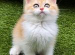 Orange tabby boy - British Shorthair Kitten For Sale - Charlotte, NC, US