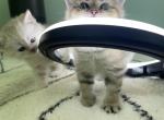 Pekkle the fluffy boy - British Shorthair Kitten For Sale - San Diego, CA, US