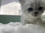 Buttonnose the mellow round boy - British Shorthair Kitten For Sale - San Diego, CA, US