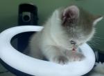 Melody the cutest girl - British Shorthair Kitten For Sale - San Diego, CA, US