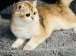 Bella - British Shorthair Cat For Sale - 