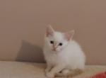 Summer Flame point Siamese kittens - Siamese Kitten For Sale - Louisville, KY, US