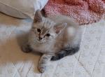 Lynx point Siamese - Siamese Kitten For Sale - Louisville, KY, US