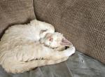 JJ - Devon Rex Kitten For Sale - Nashua, NH, US