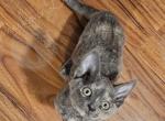 Jackie - Devon Rex Kitten For Sale - Nashua, NH, US