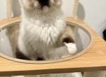 Blue - Ragdoll Kitten For Sale - New York, NY, US