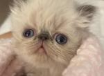 Extreme face Blue Point Boy and girl - Persian Kitten For Sale - Ephrata, PA, US