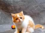 Exotic Shorthair - Exotic Kitten For Sale - 